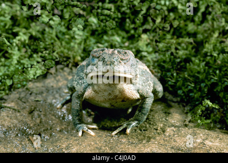 Toad avale profondément le reste de la terre - un corps entier avaler Banque D'Images