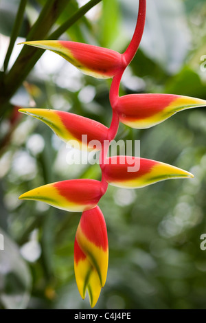 Heliconia Rostrata Faux Oiseau de Paridise Banque D'Images