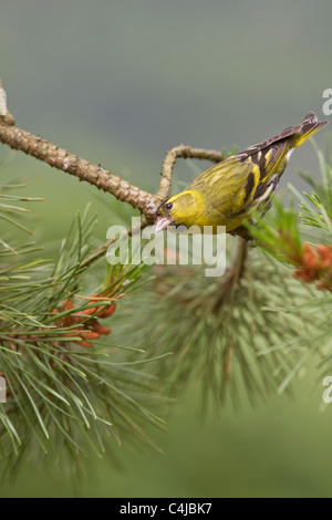 Tarin des pins (Carduelis spinus eurasienne) Banque D'Images