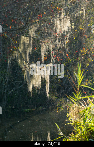 La mousse espagnole pendaison de cyprès chauve en Floride, marais Everglades, Big Cypress National Preserve, Florida, USA Banque D'Images