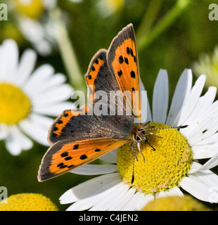 Petit Lycaena phlaeas cuivre se nourrissant de Camomille matricaire inodore Tripleurospermum maritimum Banque D'Images