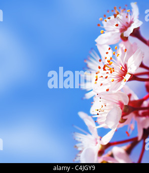 Cherry Tree blossom flowers border sur fond de ciel bleu naturel, printemps Banque D'Images