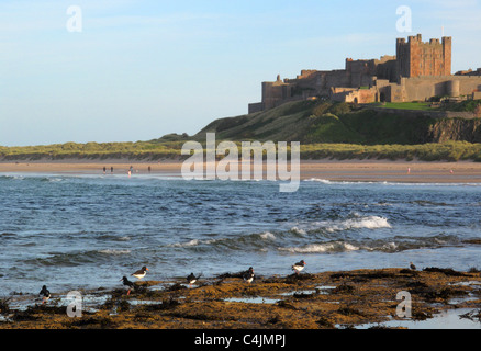 Sacs d'huîtres près de Château de Bamburgh, sur la côte à de Bamburgh Northumberland, Angleterre Banque D'Images