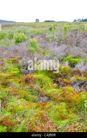 Culloden Moor, site de la bataille de Culloden. Scottish Highlands, Ecosse, Royaume-Uni Banque D'Images