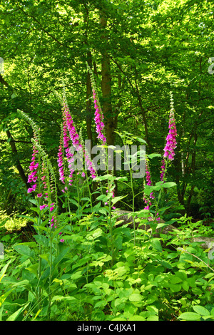 Digitalis purpurea ou conjoint de plus en plus digitale dans l'ombre la forêt dans le Buckinghamshire, Royaume-Uni Banque D'Images