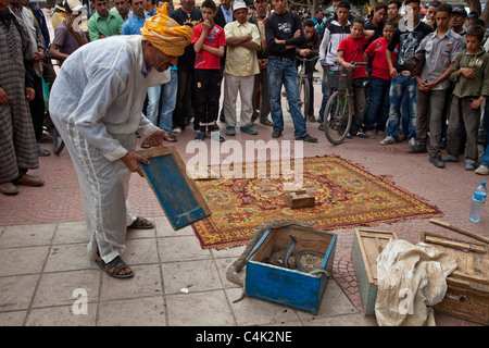 Tous Snake, Taroudant, Maroc Banque D'Images