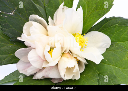 L'hellébore blanc de printemps fleur connue sous le nom de Noël rose et Lenten rose Banque D'Images