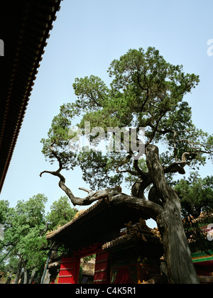 Le jardin impérial à l'intérieur du Palais Impérial, Pékin Banque D'Images