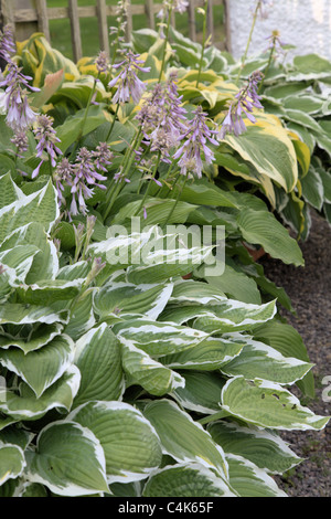 Hosta panaché Banque D'Images
