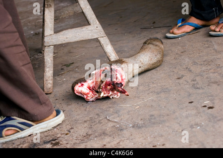 Une vache morte jambe est allongé sur le sol à une boutique de la viande vendue au détail dans le Laos communiste. Banque D'Images