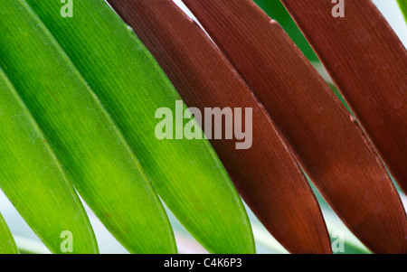 Les feuilles d'Encephalartos Altensteinii. La réunion de cycadales géant. Feuille d'arbre à pain Banque D'Images