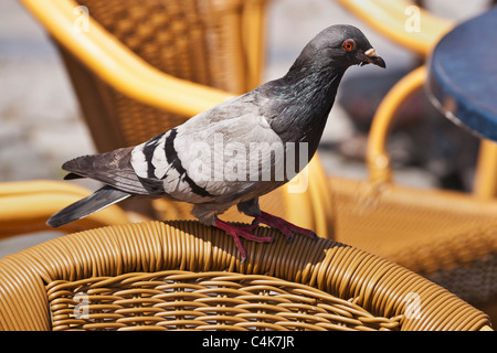 Stadttaube sitzt auf eine der Kante von einem Stuhl | une ville pigeon est assis sur la frontière d'un président Banque D'Images