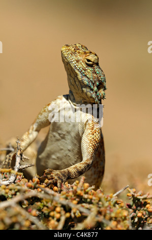 Le rock sudiste, Agama agama Agama, Knobel, atra, knobeli Goegap Nature Reserve, le Namaqualand, Afrique du Sud Banque D'Images