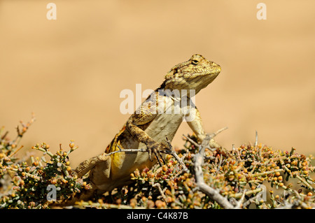 Le rock sudiste, Agama agama Agama, Knobel, atra, knobeli Goegap Nature Reserve, le Namaqualand, Afrique du Sud Banque D'Images