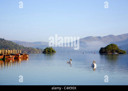 Les cygnes sur le lac Windemere tôt le matin Banque D'Images