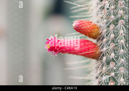 Cleistocactus parviflorus . Cactus à fleurs Banque D'Images