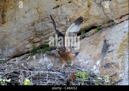 Aigle de Bonelli juvénile ( environ 65 - 70 jours ) debout dans les ailes battantes nid Banque D'Images