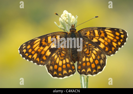 La centaurée noire fritillary (Melitaea phoebe) Banque D'Images