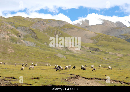 Paysages des highlands au Tibet Banque D'Images