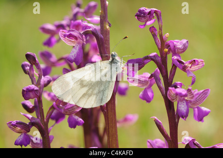 Blanc bois (Leptidea sinapis) sur Green-Winged Orchid (Orchis morio) Banque D'Images