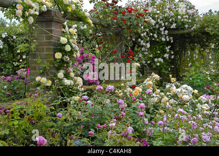 Jardin paysage plein d'image de haut en bas roses colorées. Un calendrier idéal de droit Banque D'Images
