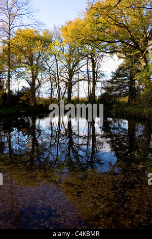 Les feuilles des arbres environnants line un étang sur un après-midi d'automne. Banque D'Images