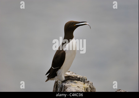 Uria aalge Guillemot, commune, avec des poissons à bec, à l'île de mai, l'Ecosse Banque D'Images