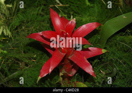 Broméliacées Guzmania Guzmania, Sprucei, est l'un des plus populaires variétés de plante de broméliacées. Banque D'Images