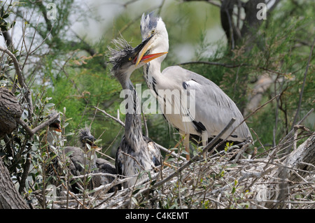 Héron cendré Ardea cinerea alimentation Adultes Poussins au nid photographié dans la Camargue, France Banque D'Images