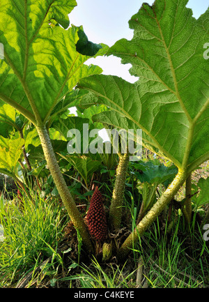 La rhubarbe géante chilienne - Gunnera tinctoria espèces nuisibles introduites dans l'ouest de l'Irlande Banque D'Images