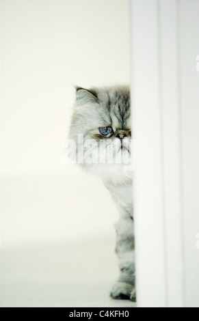 Himalayan Cat peeking autour de porte - Floride, États-Unis Banque D'Images