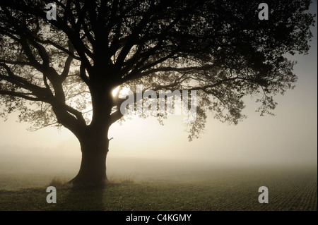 Un seul hêtre (Fagus) arbre dans un champ sur un matin d'automne brumeux. Banque D'Images