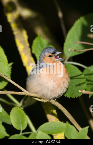 Chaffinch Fringilla coelebs ; homme ; en chanson Banque D'Images