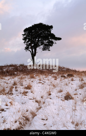 Seul un arbre de pin sylvestre (Pinus sylvestris) entouré par la neige près de Priddy sur les collines de Mendip, dans le Somerset. Banque D'Images