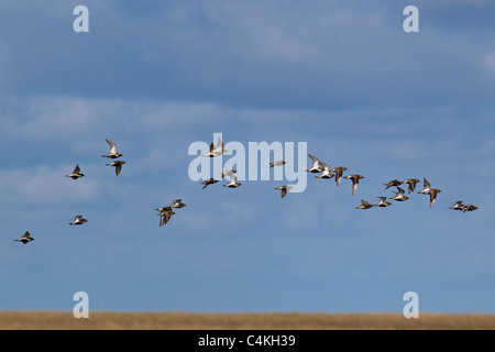 Eurasian Golden Plover (Pluvialis apricaria) troupeau en vol, Allemagne Banque D'Images