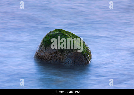 Rock-Seabeard / mauvaises herbes (Cladophora rupestris) croissant sur la roche dans les eaux à marée, Allemagne Banque D'Images
