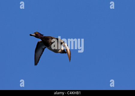 Fuligule morillon (Aythya fuligula) mâle en vol, Allemagne Banque D'Images