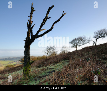 Un arbre mort sur le côté de Cothelstone Hill dans la Quantocks, Somerset, Royaume-Uni. Banque D'Images