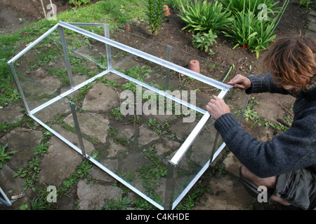 Un jardinier coldframe en verre. Banque D'Images