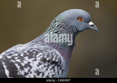 Pigeon Columba livia ; portrait ; Banque D'Images