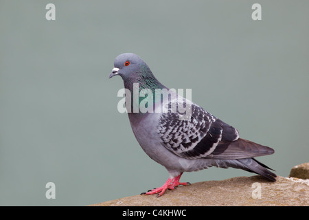 Pigeon Columba livia ; ; Banque D'Images