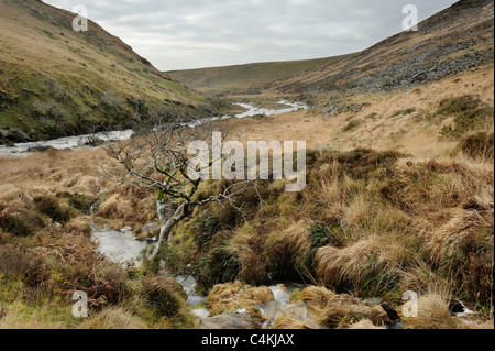 Un ruisseau qui coule à travers Tavy Cleave, Dartmoor. Banque D'Images