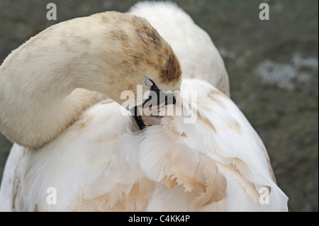 Cygne tuberculé juvénile se lissant les plumes Banque D'Images