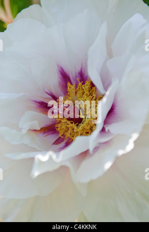Fleur de pivoine (Paeonia x suffruticosa 'eikoho» ) Banque D'Images