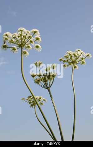 Anthriscus sylvestris, connu sous le nom de vache persil, cerfeuil sauvage, Wild beaked parsley, et Keck Banque D'Images