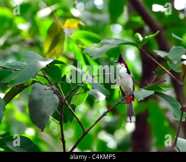 Bulbul moustac-Rouge perché sur une branche d'arbre avec des feuilles vertes Banque D'Images