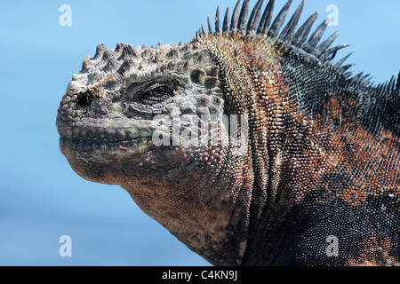 Iguane marin semi urbanisée à Puerto Ayora harbour ; Santa Cruz, îles Galapagos, en Équateur. Banque D'Images