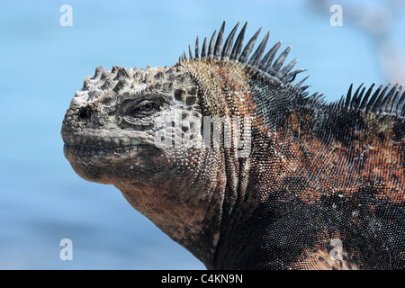 Iguane marin semi urbanisée à Puerto Ayora harbour ; Santa Cruz, îles Galapagos, en Équateur. Banque D'Images