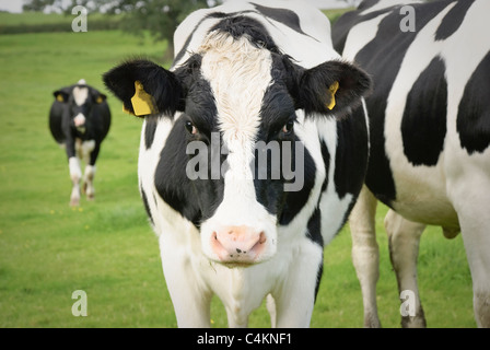 Vache laitière dans les pâturages, Angleterre, Waltshire Banque D'Images