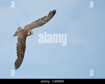 Lanner Falcon en vol Banque D'Images